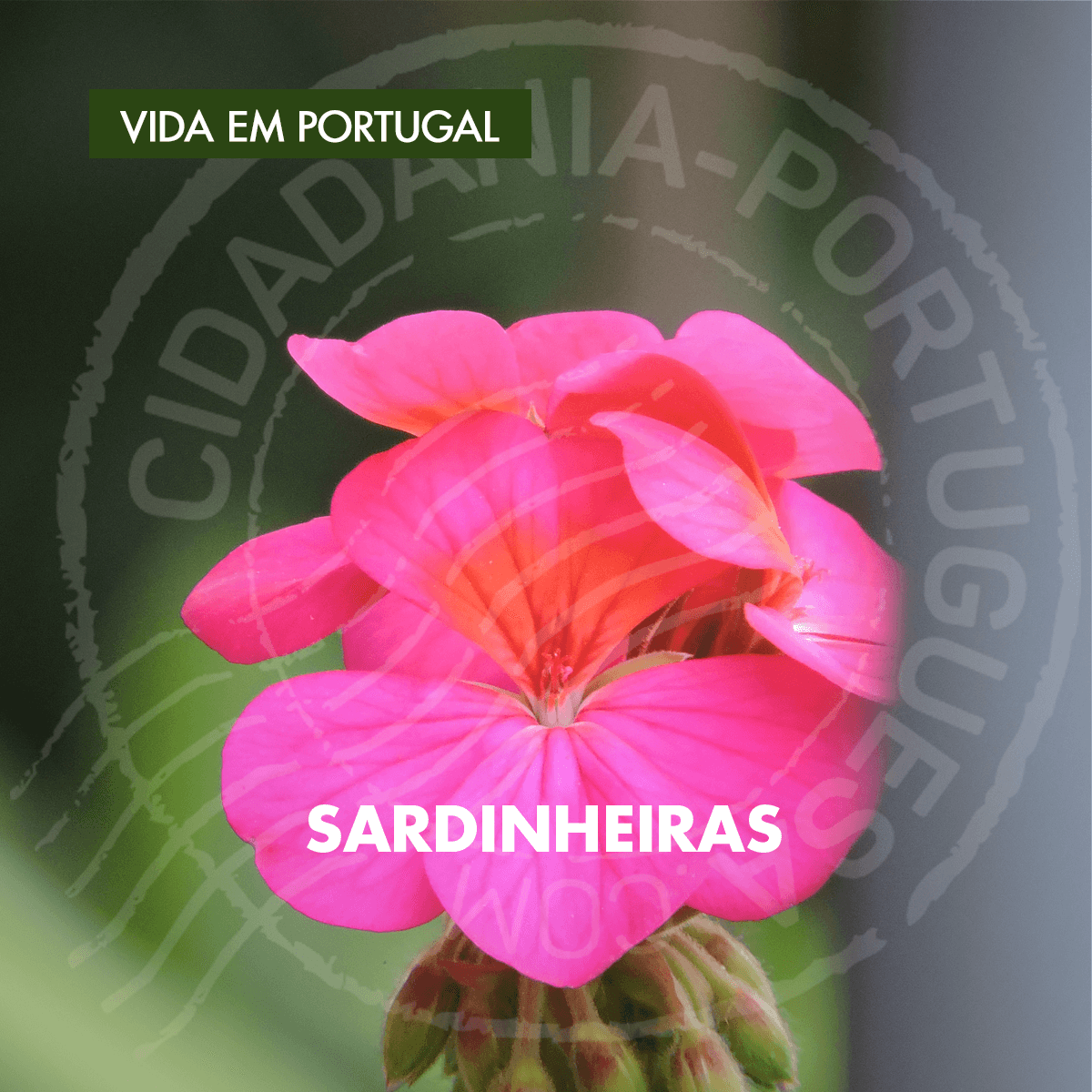 Sardinheiras | Cidadania Portuguesa